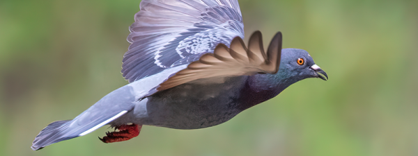 もし鳥獣保護法違反で害鳥を捕獲・駆除したら？時効についても解説サムネイル