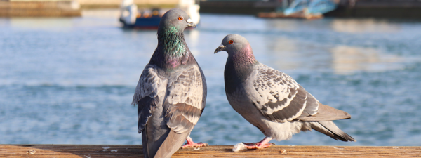音で追い払う！鳩の被害から解放されるおすすめの鳥害対策を解説サムネイル