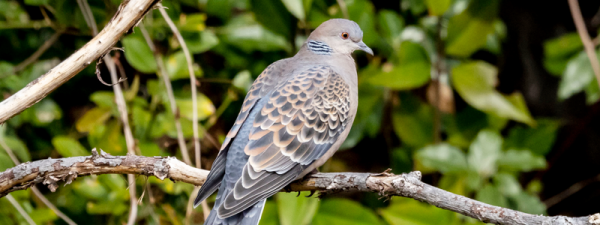 これで被害を食い止める！鳩を庭や家から追い払う確実な方法を解説サムネイル