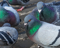 鳩は住み着かれると意外と厄介な鳥！追い払う方法について解説サムネイル