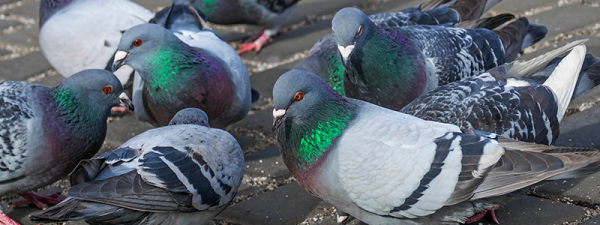 鳩は住み着かれると意外と厄介な鳥！追い払う方法について解説サムネイル