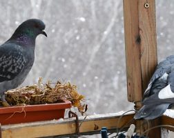 鳩の被害にもレベルがある！レベルごとの状態と対策法をご紹介サムネイル