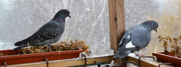鳩の被害にもレベルがある！レベルごとの状態と対策法をご紹介サムネイル
