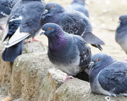鳩被害が多い時期は5月頃！被害事例や対処法について解説サムネイル