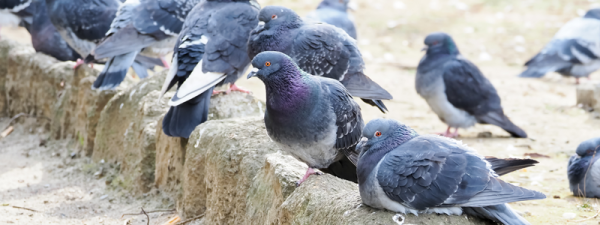 鳩被害が多い時期は5月頃！被害事例や対処法について解説サムネイル