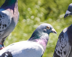鳩の被害で困っている方へ！迷惑鳩への対策方法についてご紹介サムネイル