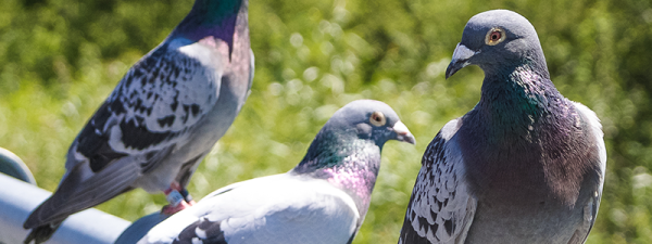 鳩の被害で困っている方へ！迷惑鳩への対策方法についてご紹介サムネイル